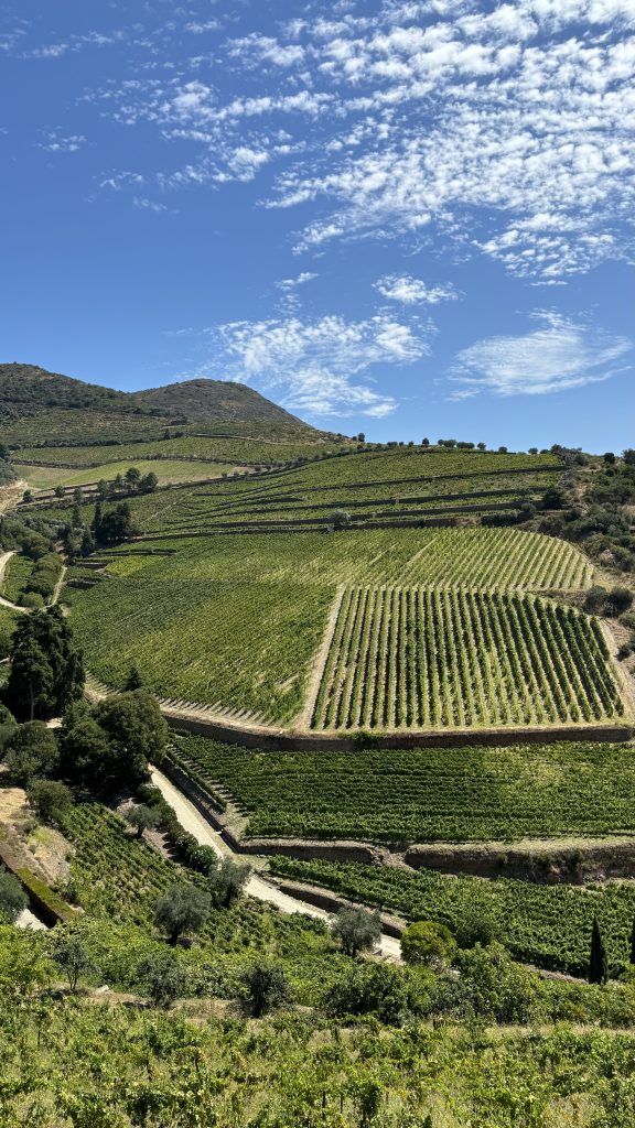 Terrasses sur le Douro